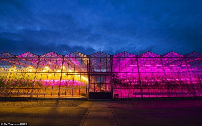 LED greenhouse
