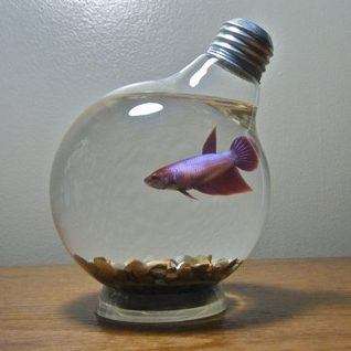how to make a light bulb fish tank